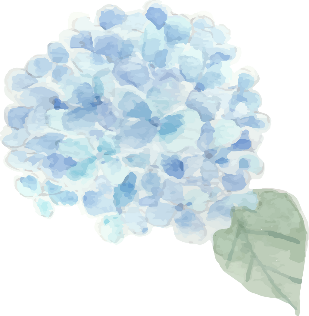 Blue Hydrangea